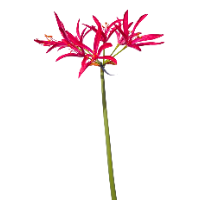 Zijde gloriosa roze